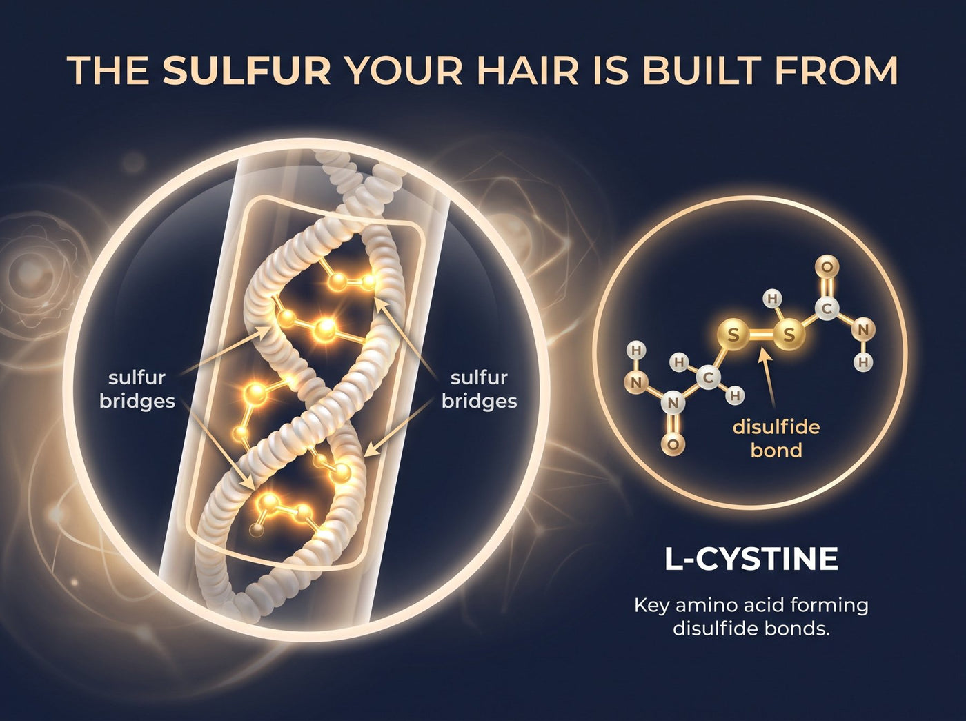 L-Cystine and the sulfur bridges in a hair strand