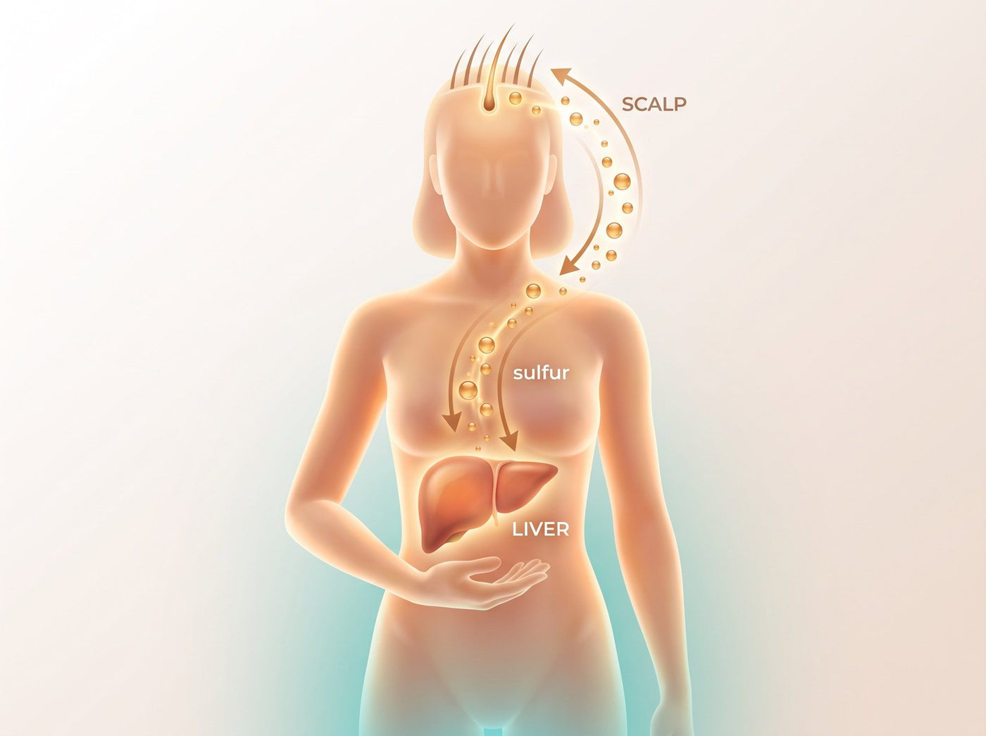 The liver highlighted as the hidden source of hair loss