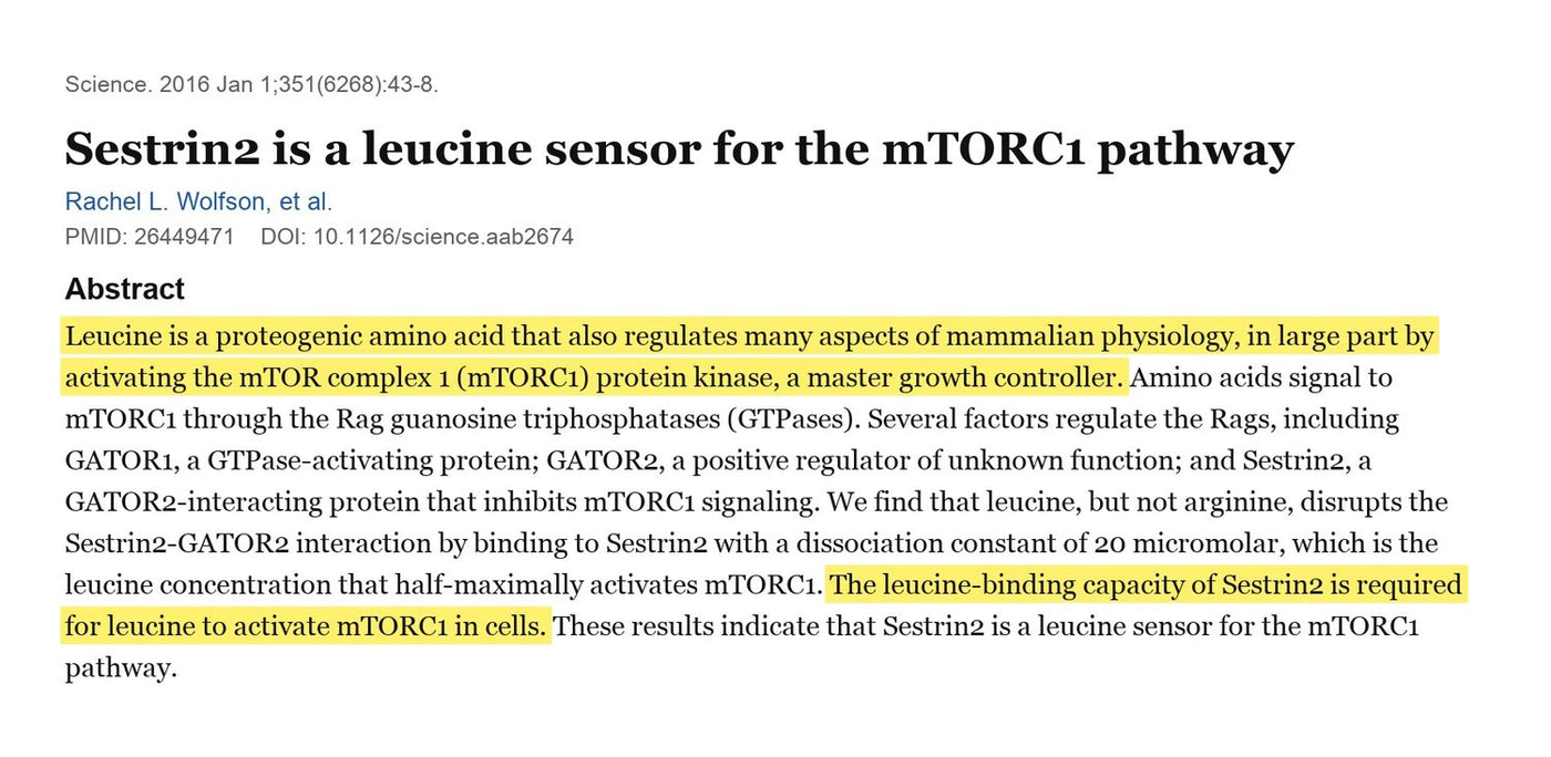 Science, 2016 — L-Leucine directly activates the mTORC1 growth pathway.