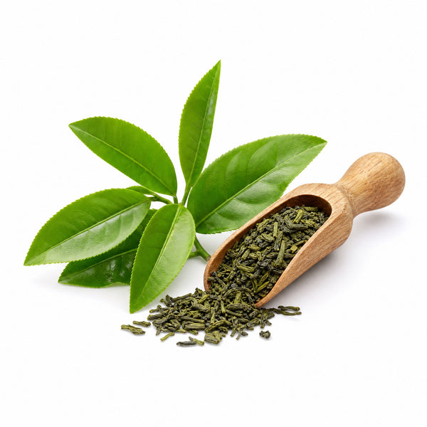 Green Tea Extract